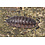 Big Bites Big Bites - Rough Isopods (Porcellio Scaber) - 12 Count