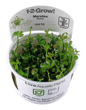 Tropica Tropica 1-2-Grow! Marsilea hirsuta