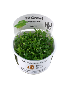 Tropica Tropica 1-2-Grow! Ranunculus inundatus