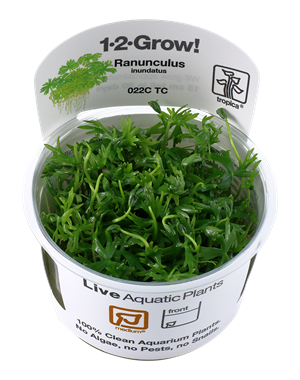 Tropica Tropica 1-2-Grow! Ranunculus inundatus