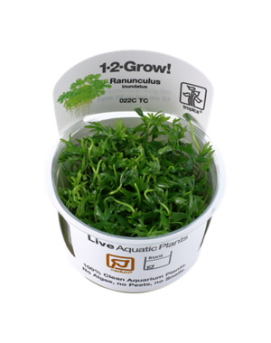 Tropica Tropica 1-2-Grow! Ranunculus inundatus