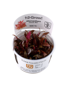 Tropica Tropica 1-2-Grow! Alternanthera reineckii "Mini"