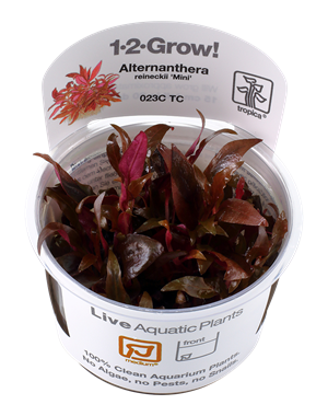 Tropica Tropica 1-2-Grow! Alternanthera reineckii "Mini"