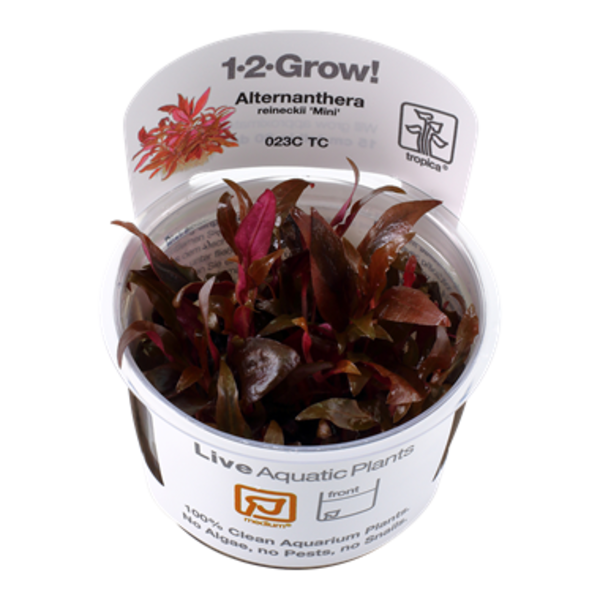 Tropica Tropica 1-2-Grow! Alternanthera reineckii "Mini"