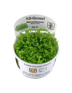 Tropica Tropica 1-2-Grow! Micranthemum tweediei "Monte Carlo"