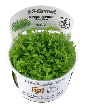 Tropica Tropica 1-2-Grow! Micranthemum tweediei "Monte Carlo"