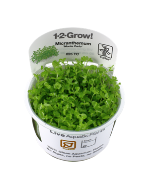 Tropica Tropica 1-2-Grow! Micranthemum tweediei "Monte Carlo"