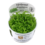 Tropica Tropica 1-2-Grow! Micranthemum tweediei "Monte Carlo"