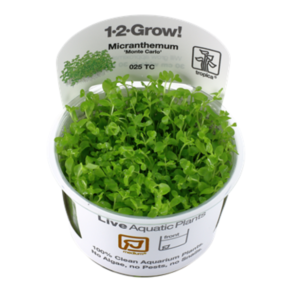 Tropica Tropica 1-2-Grow! Micranthemum tweediei "Monte Carlo"