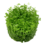 Tropica Tropica 1-2-Grow! Micranthemum tweediei "Monte Carlo"