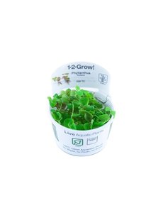 Tropica Tropica 1-2-Grow! Phyllanthus fluitans