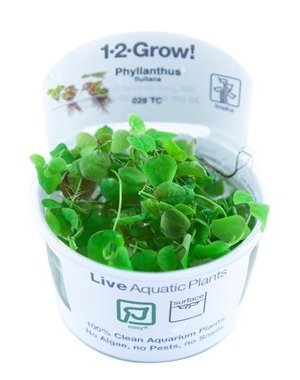 Tropica Tropica 1-2-Grow! Phyllanthus fluitans
