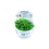 Tropica Tropica 1-2-Grow! Phyllanthus fluitans