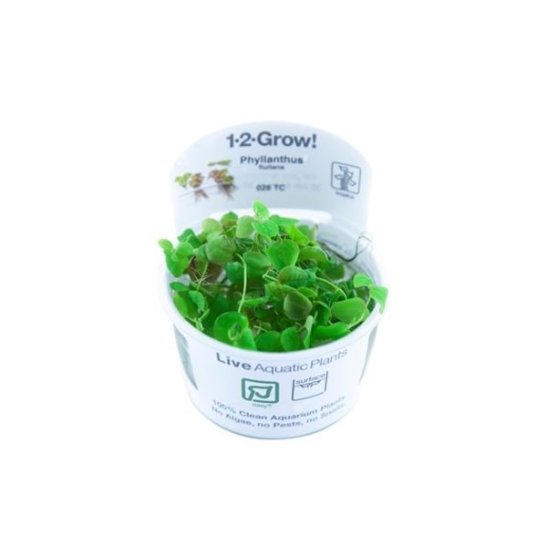 Tropica Tropica 1-2-Grow! Phyllanthus fluitans