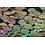 Tropica Tropica 1-2-Grow! Phyllanthus fluitans