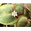 Tropica Tropica 1-2-Grow! Phyllanthus fluitans