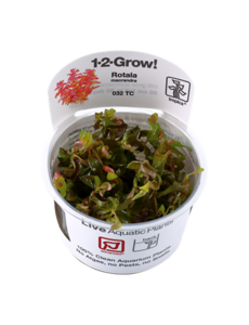 Tropica Tropica 1-2-Grow! Rotala macrandra