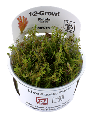 Tropica Tropica 1-2-Grow! Rotala wallichii