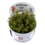 Tropica Tropica 1-2-Grow! Rotala wallichii