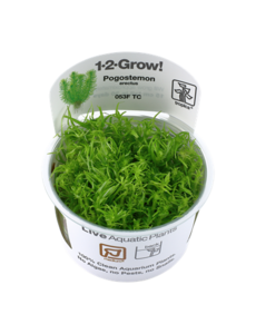 Tropica Tropica 1-2-Grow! Pogostemon erectus