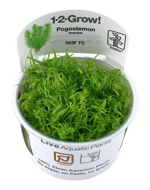 Tropica Tropica 1-2-Grow! Pogostemon erectus
