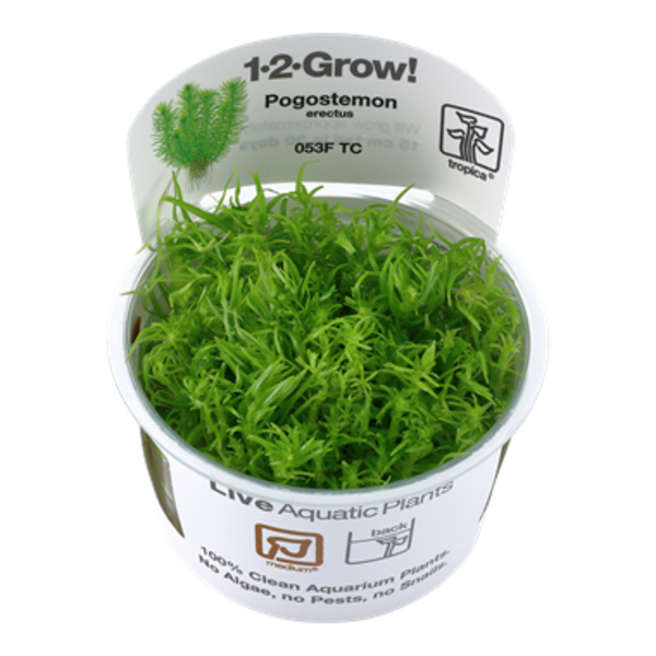 Tropica Tropica 1-2-Grow! Pogostemon erectus