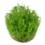 Tropica Tropica 1-2-Grow! Pogostemon erectus