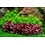 Tropica Tropica 1-2-Grow! Pogostemon erectus