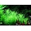 Tropica Tropica 1-2-Grow! Pogostemon erectus