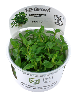 Tropica Tropica 1-2-Grow! Staurogyne repens