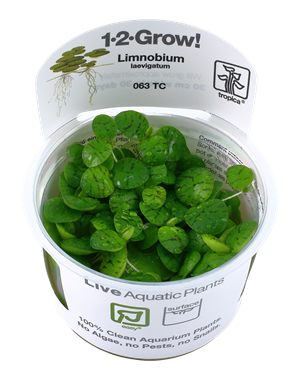 Tropica Tropica 1-2-Grow! Limnobium laevigatum