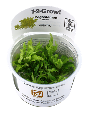 Tropica Tropica 1-2-Grow! Pogostemon helferi