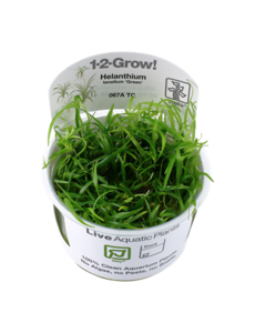 Tropica Tropica 1-2-Grow! Helanthium tenellum "Green"