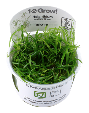 Tropica Tropica 1-2-Grow! Helanthium tenellum "Green"