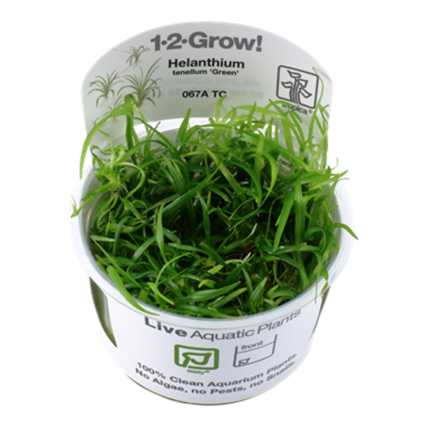 Tropica Tropica 1-2-Grow! Helanthium tenellum "Green"