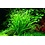 Tropica Tropica 1-2-Grow! Helanthium tenellum "Green"