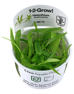 Tropica Tropica 1-2-Grow! Helanthium bolivianum "Quadricostatus"