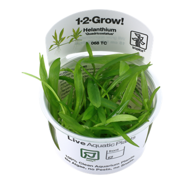 Tropica Tropica 1-2-Grow! Helanthium bolivianum "Quadricostatus"