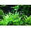 Tropica Tropica 1-2-Grow! Helanthium bolivianum "Quadricostatus"