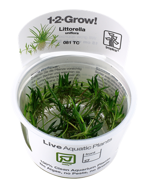Tropica Tropica 1-2-Grow! Littorella uniflora