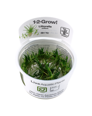 Tropica Tropica 1-2-Grow! Littorella uniflora