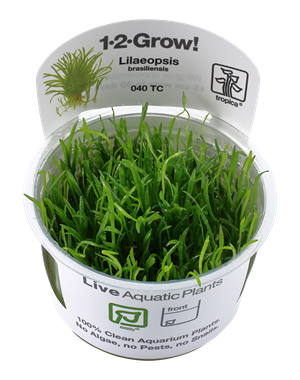 Tropica Tropica 1-2-Grow! Lilaeopsis brasiliensis
