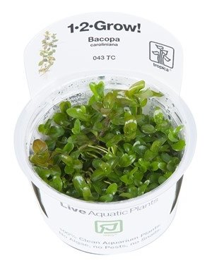 Tropica Tropica 1-2-Grow! Bacopa caroliniana