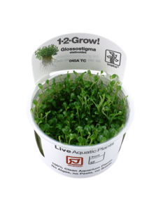 Tropica Tropica 1-2-Grow! Glossostigma elatinoides