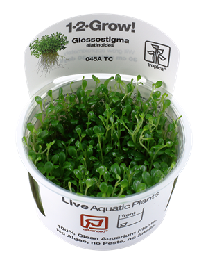 Tropica Tropica 1-2-Grow! Glossostigma elatinoides