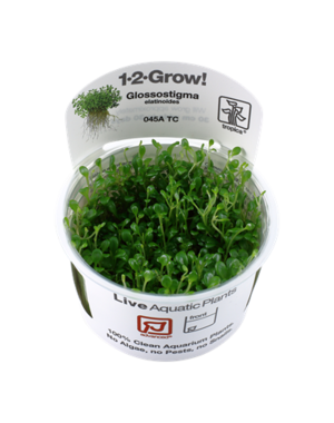 Tropica Tropica 1-2-Grow! Glossostigma elatinoides