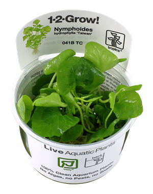 Tropica Tropica 1-2-Grow! Nymphoides hydrophylla "Taiwan"