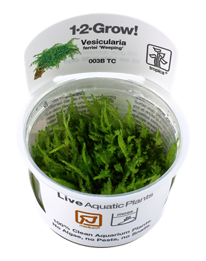 Tropica Tropica 1-2-Grow! Vesicularia ferriei "Weeping"