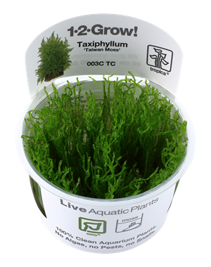 Tropica Tropica 1-2-Grow! Taxiphyllum alternans "Taiwan"