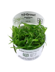 Tropica Tropica 1-2-Grow! Sagittaria subulata